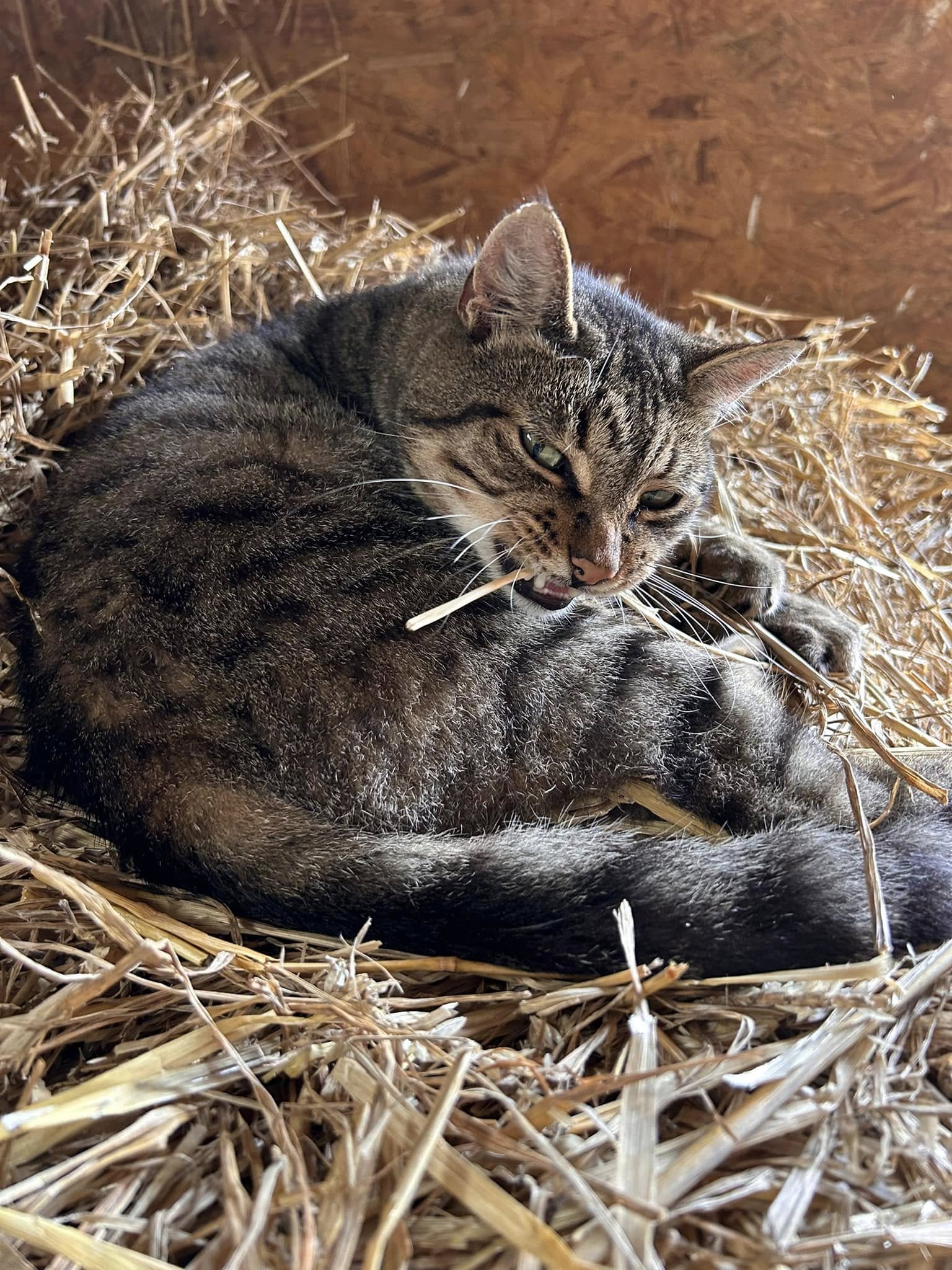 Photo of Little Blue the Cat